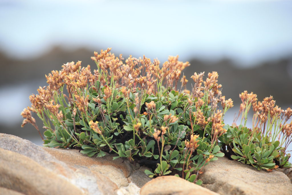 伊是名酒造　岩礁に咲く花